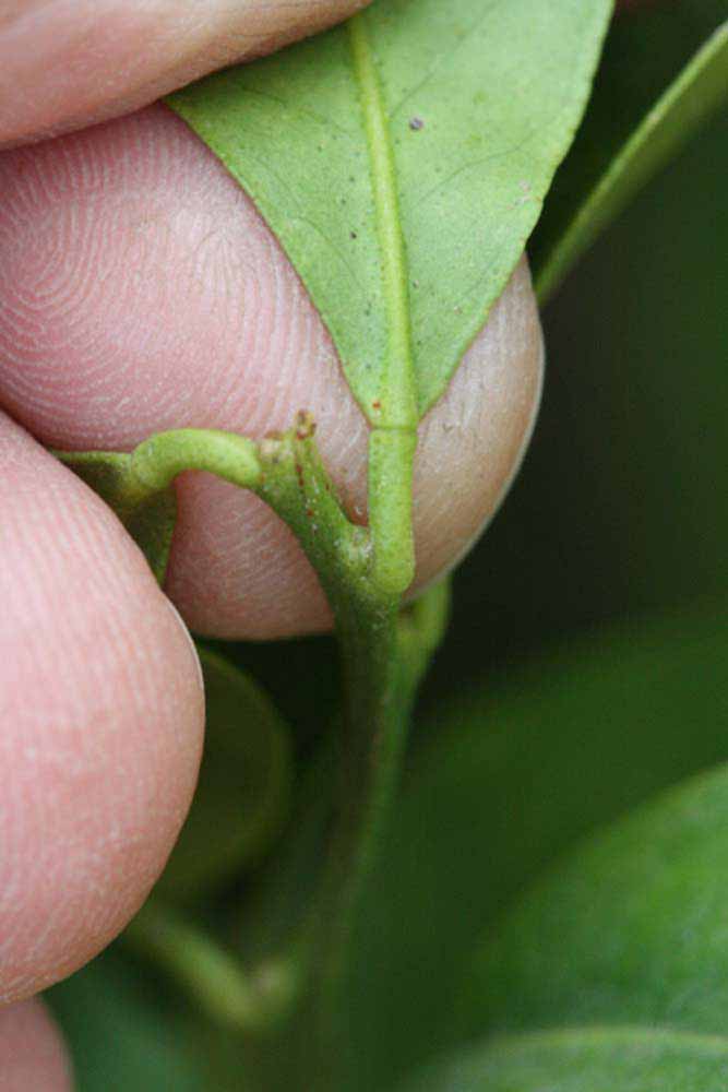              Petiole (Riverside, CA)       